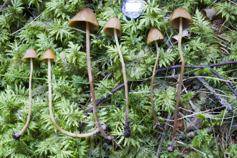 conocybe 04.jpg