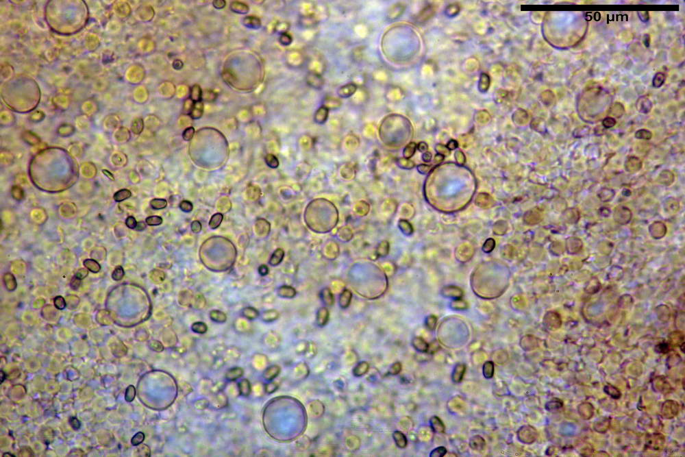 psathyrella hydrophila 26.jpg