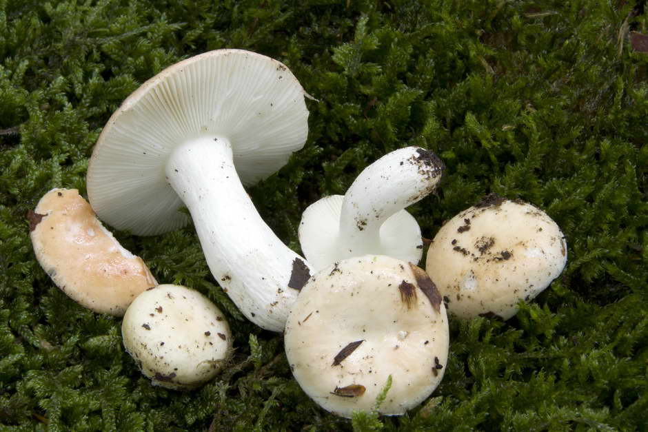 russula roseoaurantia 4685 01.jpg