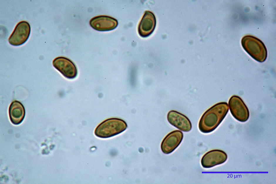 pholiota 19.jpg