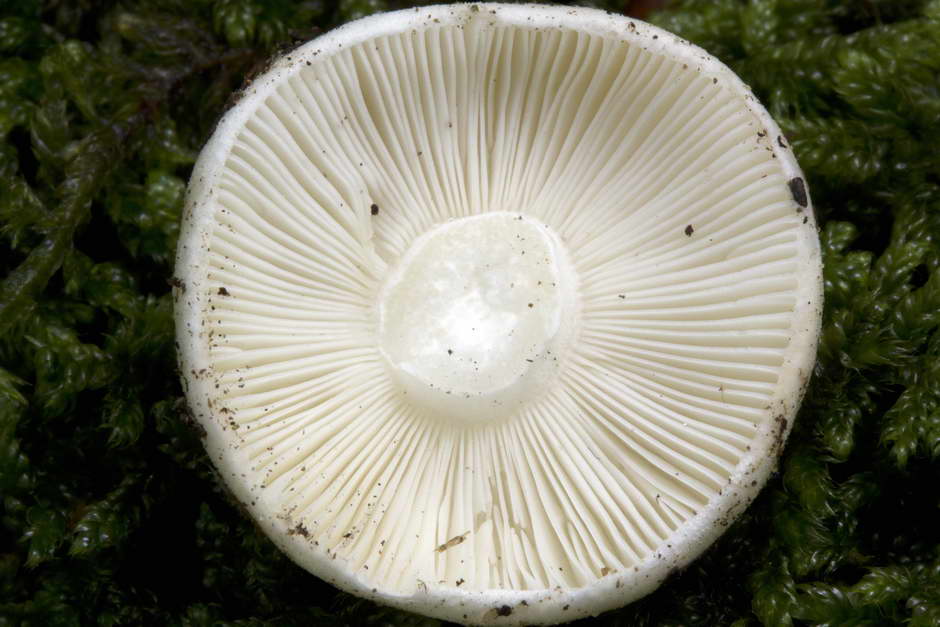 russula roseoaurantia 4685 03.jpg