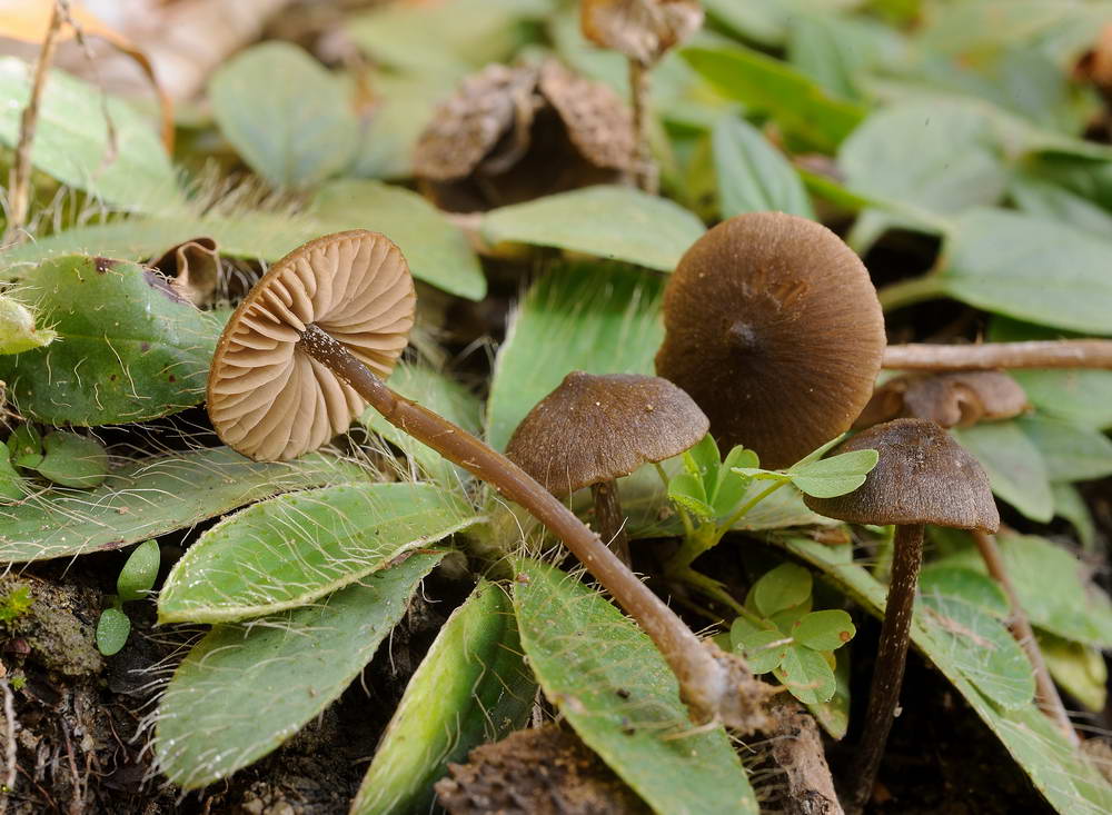 entoloma004.jpg