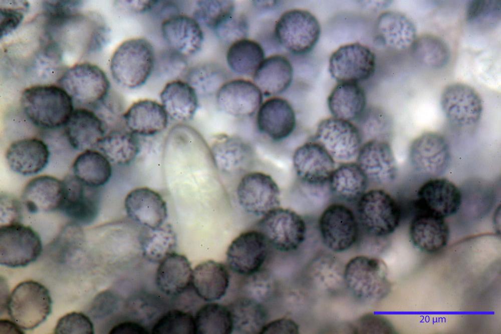 Russula faustiana0030.JPG