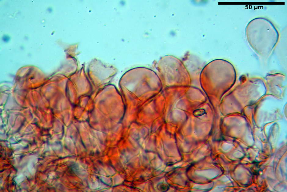 psathyrella 07.jpg