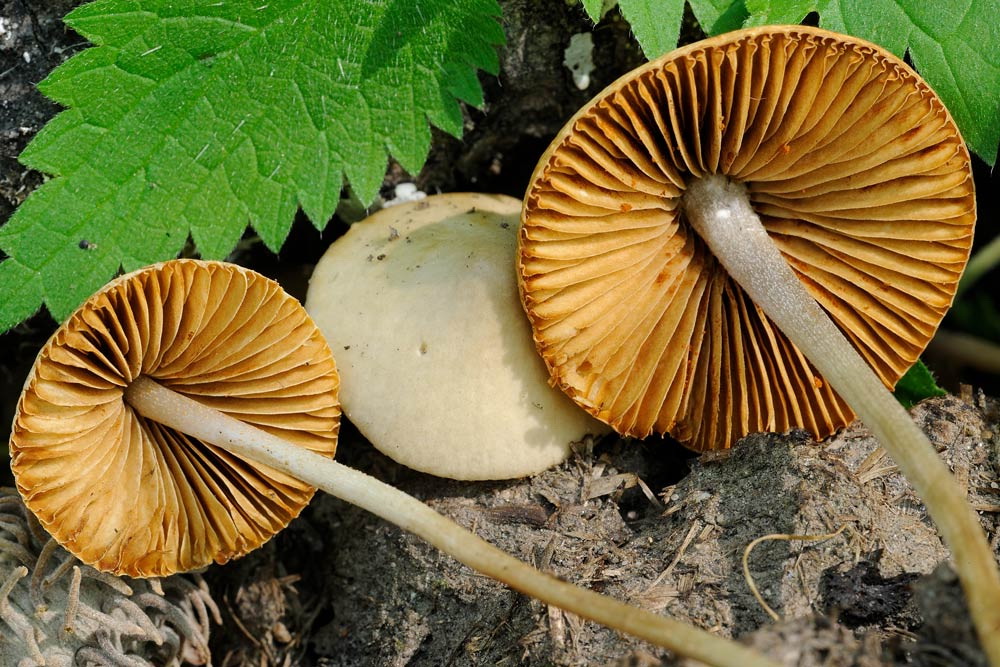 conocybe pseudocrispa 4922 05.jpg