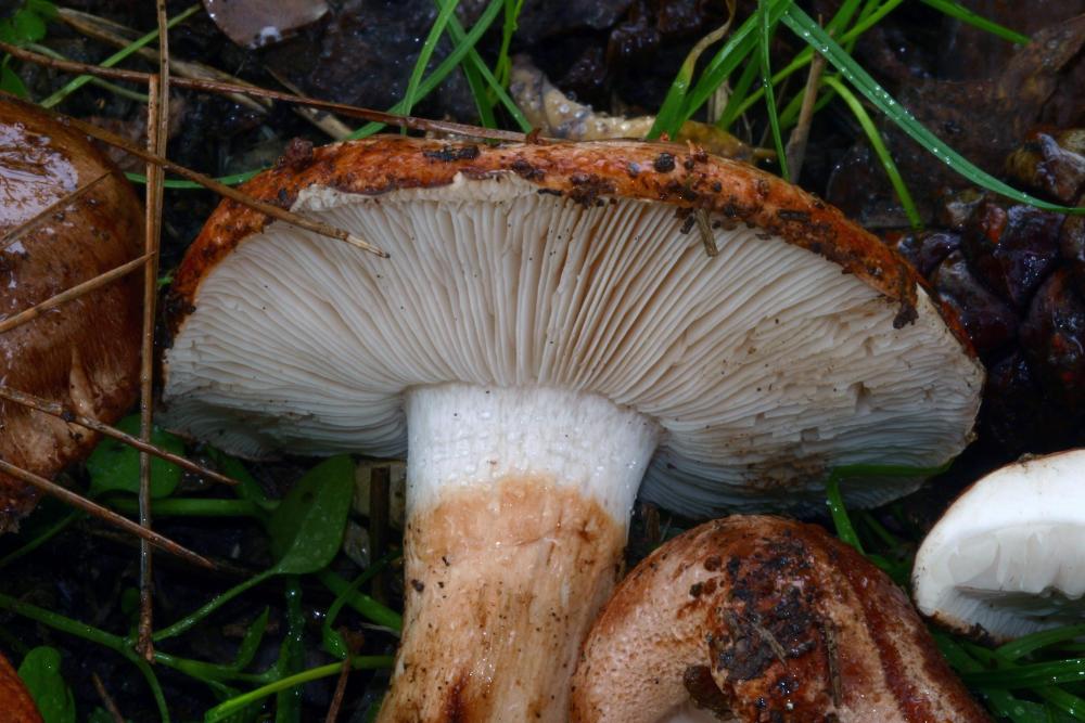 tricholoma fracticum 2952 05.jpg