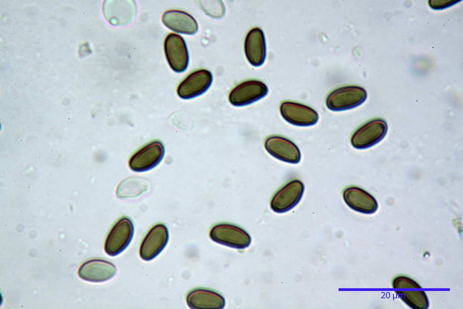 psathyrella 25.jpg