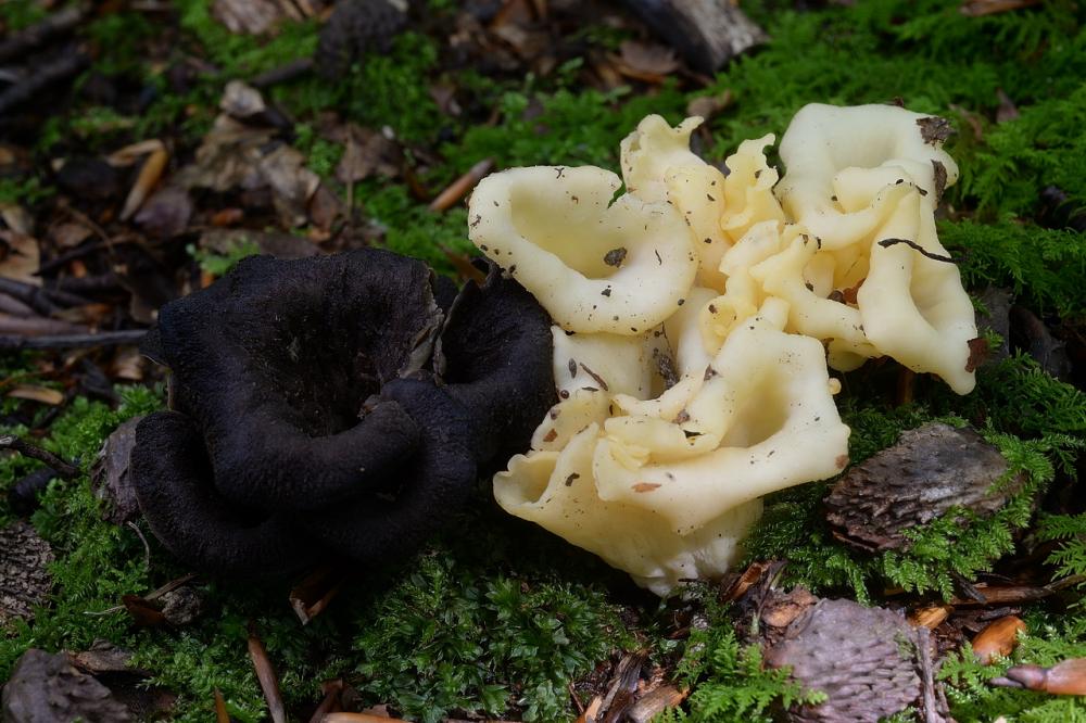 Craterellus cornucopioides 04 .jpg