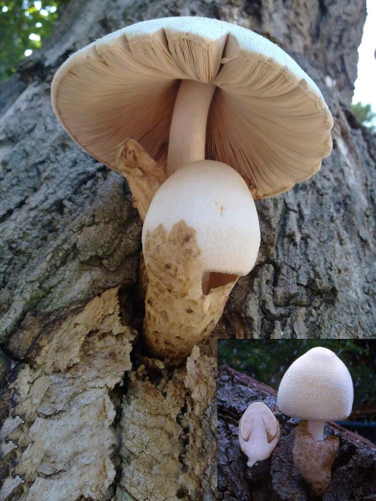 volvariella bombycina.jpg