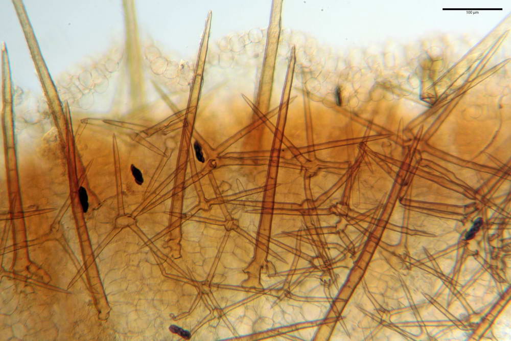 cheilimenia stercorea 4900 17.jpg