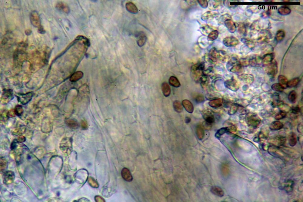 Inocybe phaeoleuca 7440 23.jpg