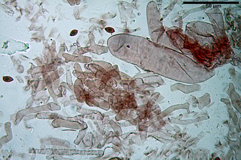 leucoagaricus purpureorimosus 4735 10.jpg