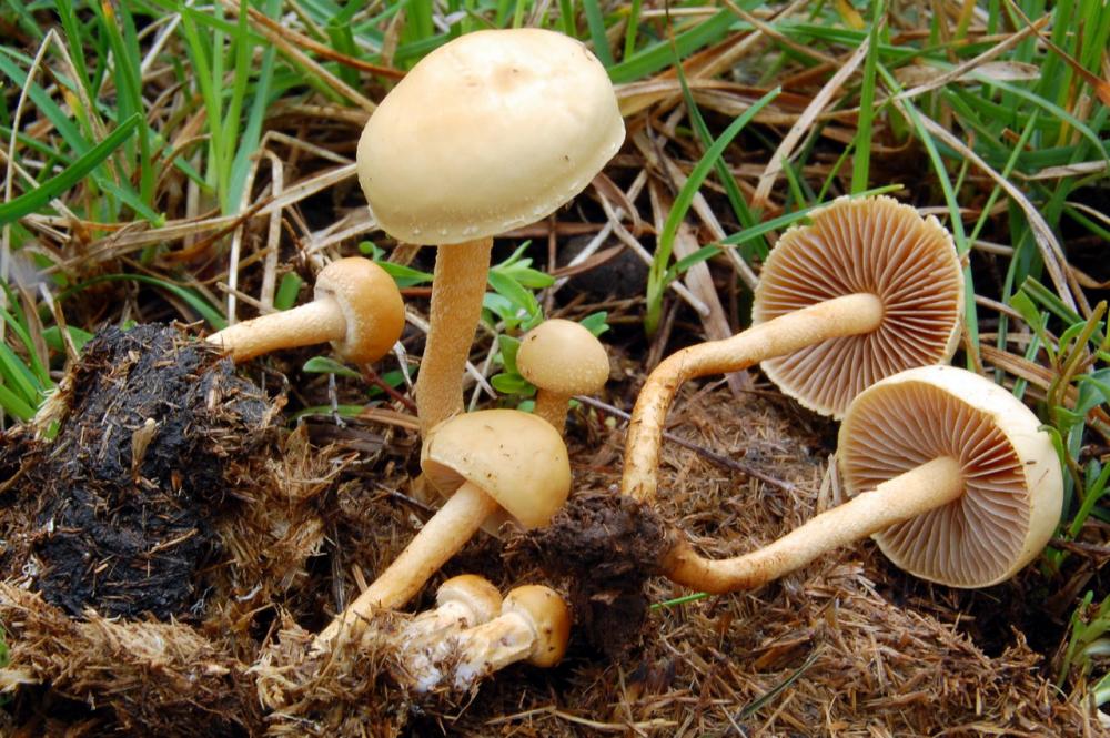 Agrocybe pediades 6514_1.JPG