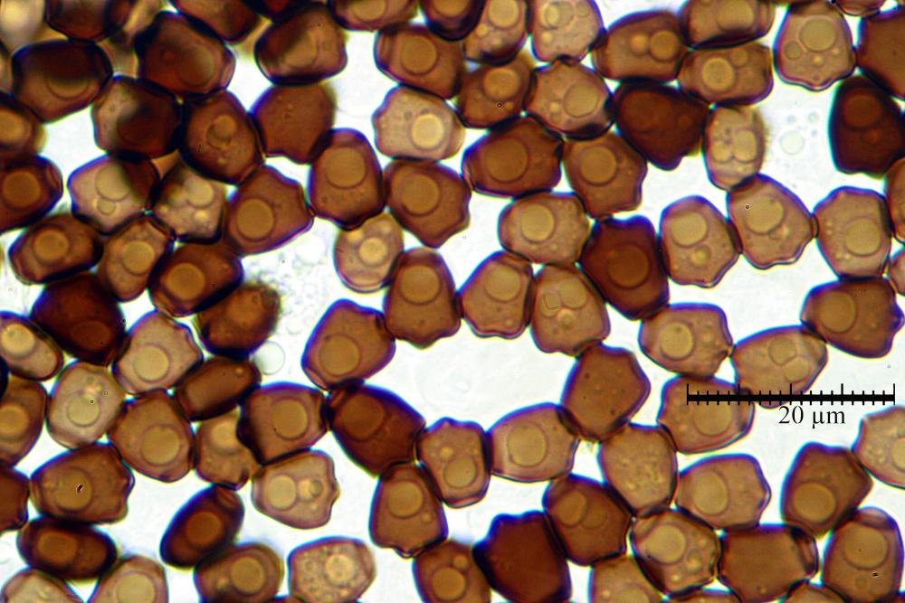 Tulosesus angulatus 3830 17.JPG