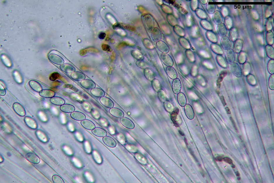 peziza subviolacea 4827 19.jpg