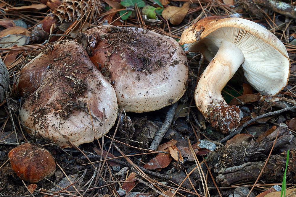 tricholoma fracticum 3006 02.jpg