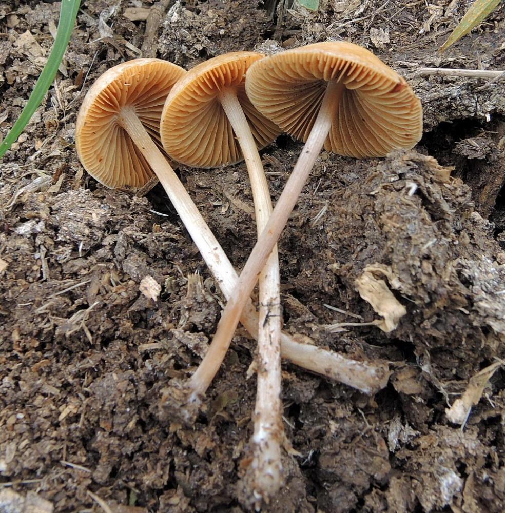 Conocybe fuscimarginata 5595 07.jpg