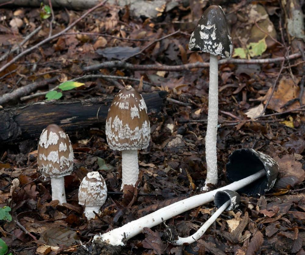 Coprinopsis picacea 6790 33.jpg