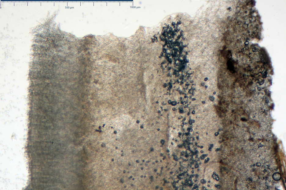 urnula pouchetii 4829 03.jpg