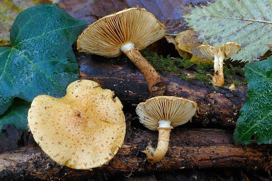 pholiota lucifera 4785 01.jpg