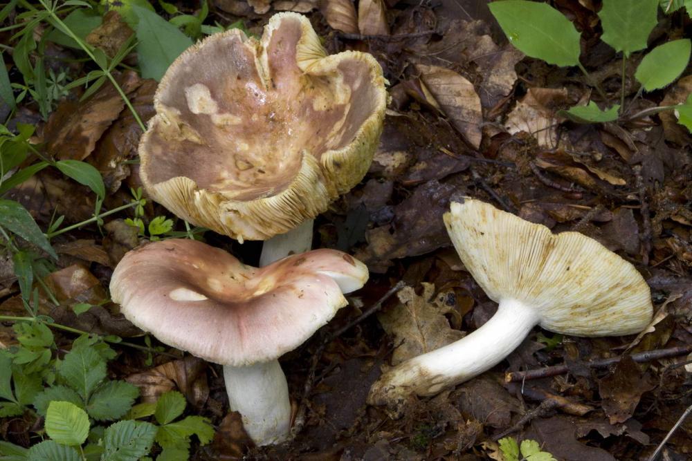 russula vesca 03.jpg