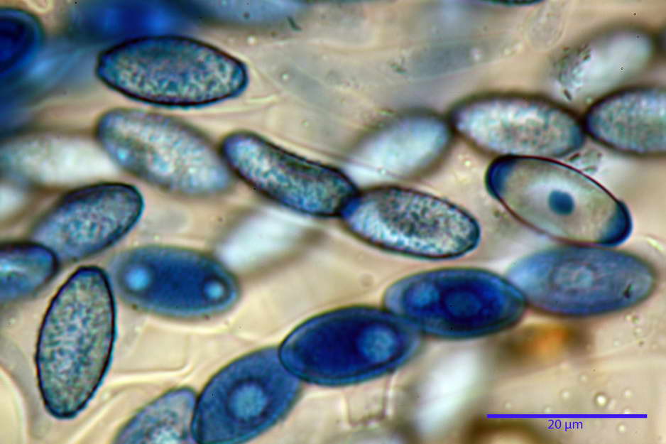 peziza badioides 4670 63.jpg