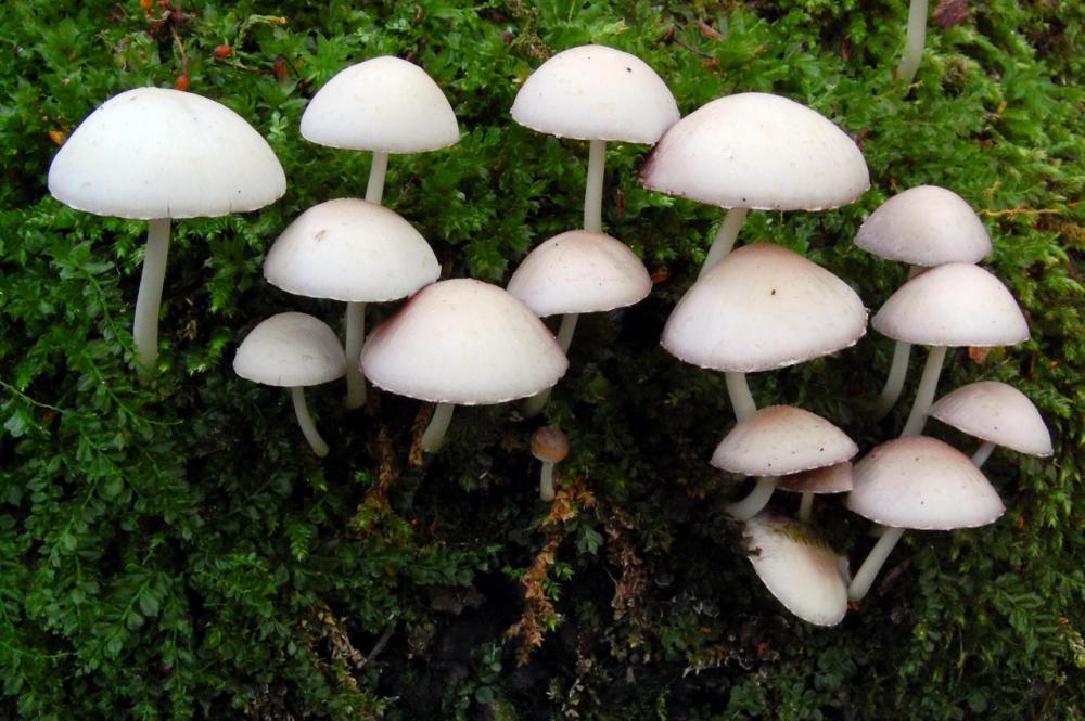 Psathyrella candolleana 6563_1.JPG