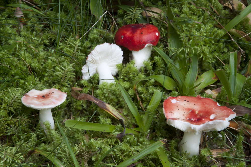 russula silvestris 4875 02.jpg