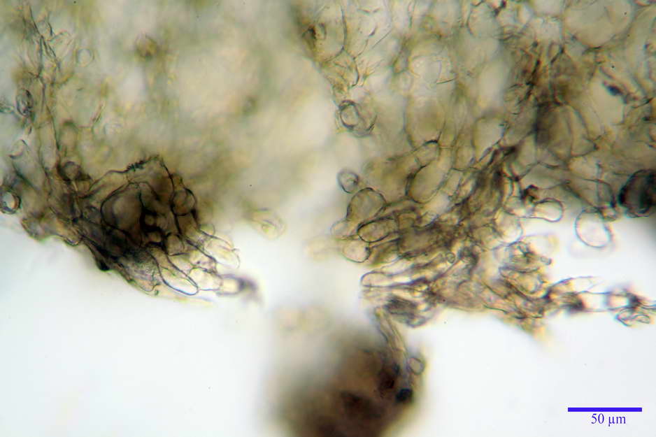 peziza badioides 4670 21.jpg