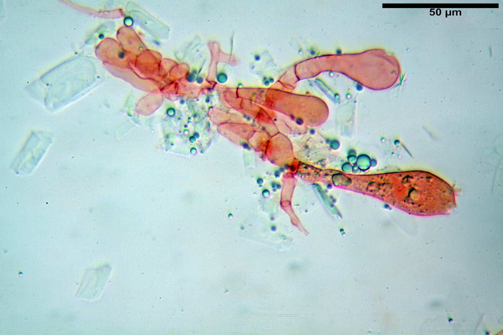 amanita ceciliae 31.jpg