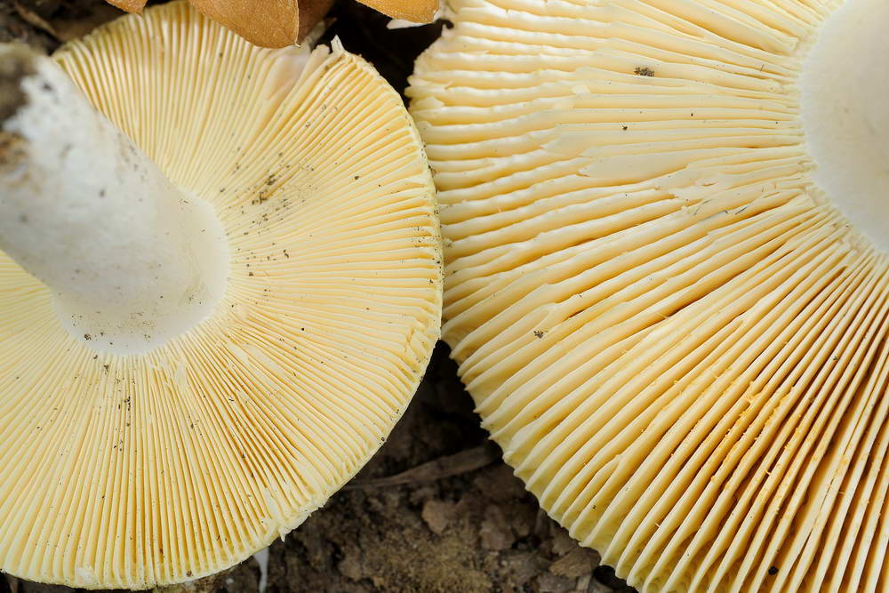 russula vinosobrunnea var  paraolivacea 04.jpg