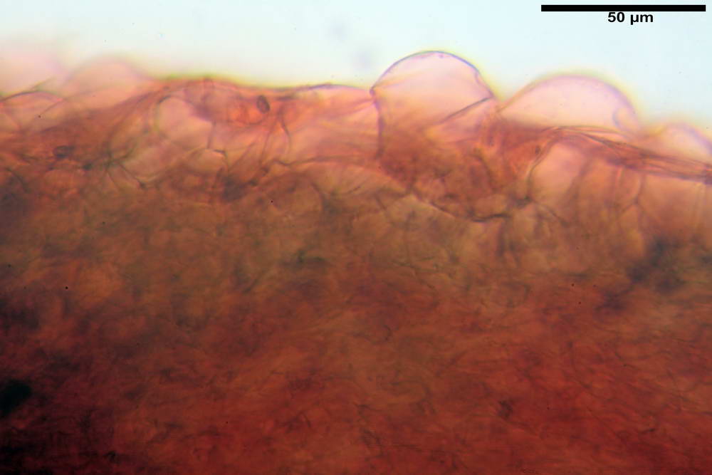 psathyrella hydrophila 09.jpg