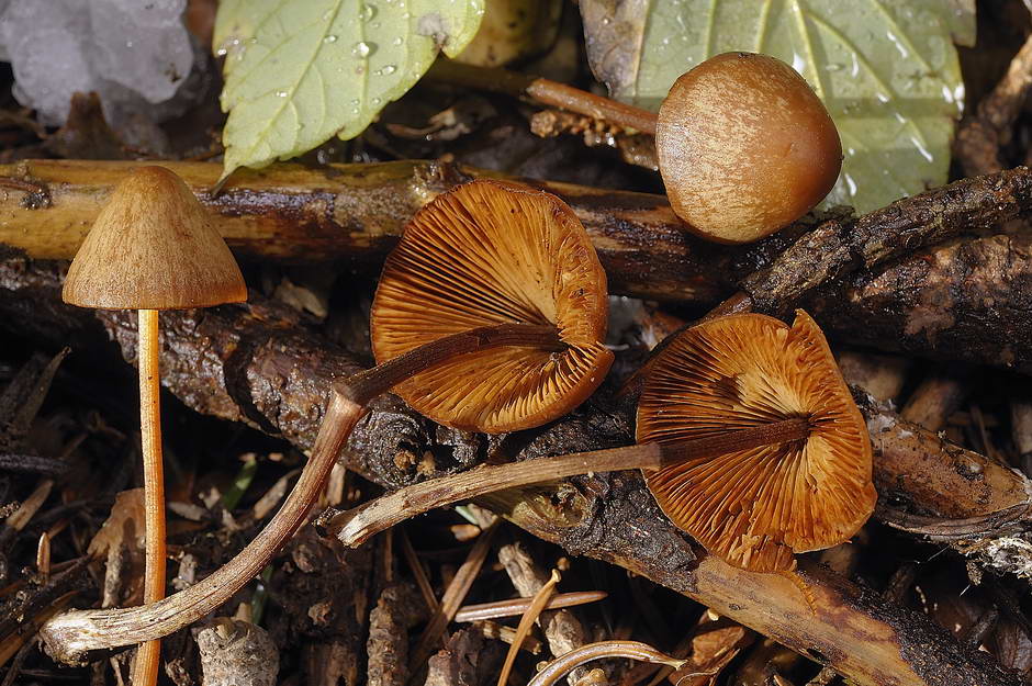 conocybe 01.jpg