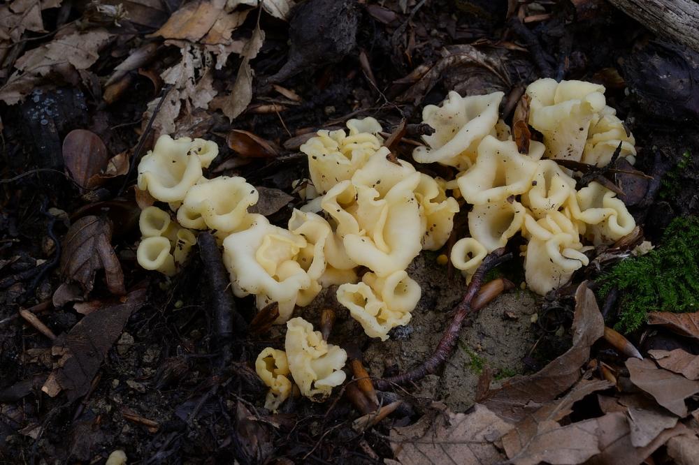 Craterellus cornucopioides 03 .jpg