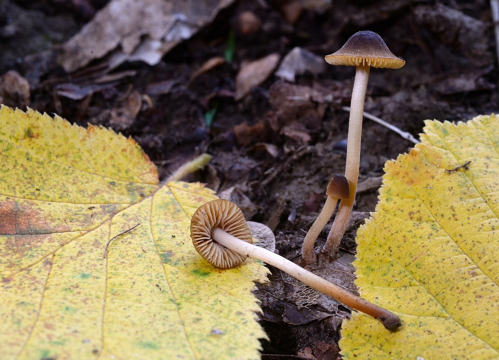 Conocybe nigrescens 02_ridimensiona.jpg