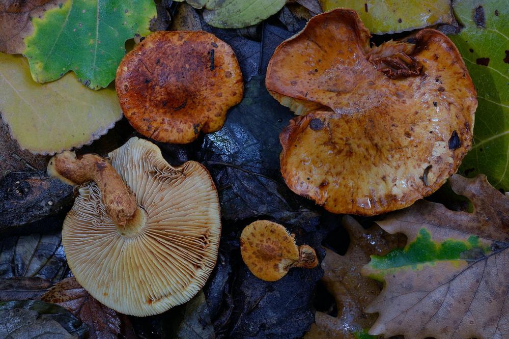 Pholiota lucifera 01_ridimensiona.jpg