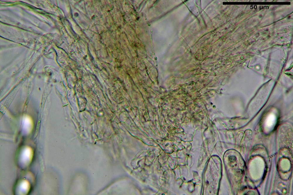 geopora nicaeensis 4971 23.jpg