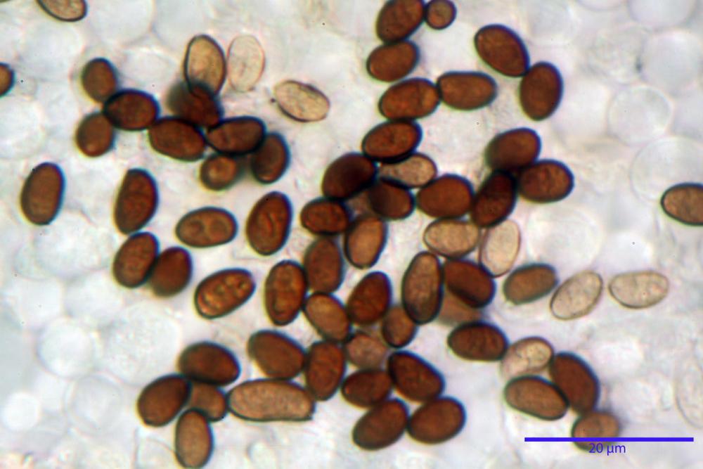 Typhrasa gossypina 5342 33.jpg