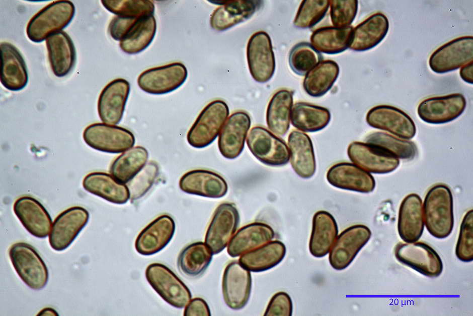 pholiota tuberculosa 4736 37.jpg