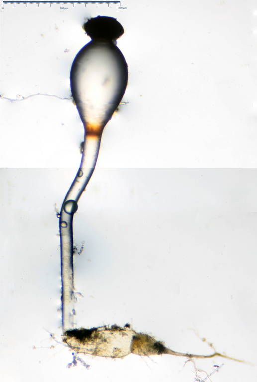 Pilobolus kleinii 9525 05.jpg