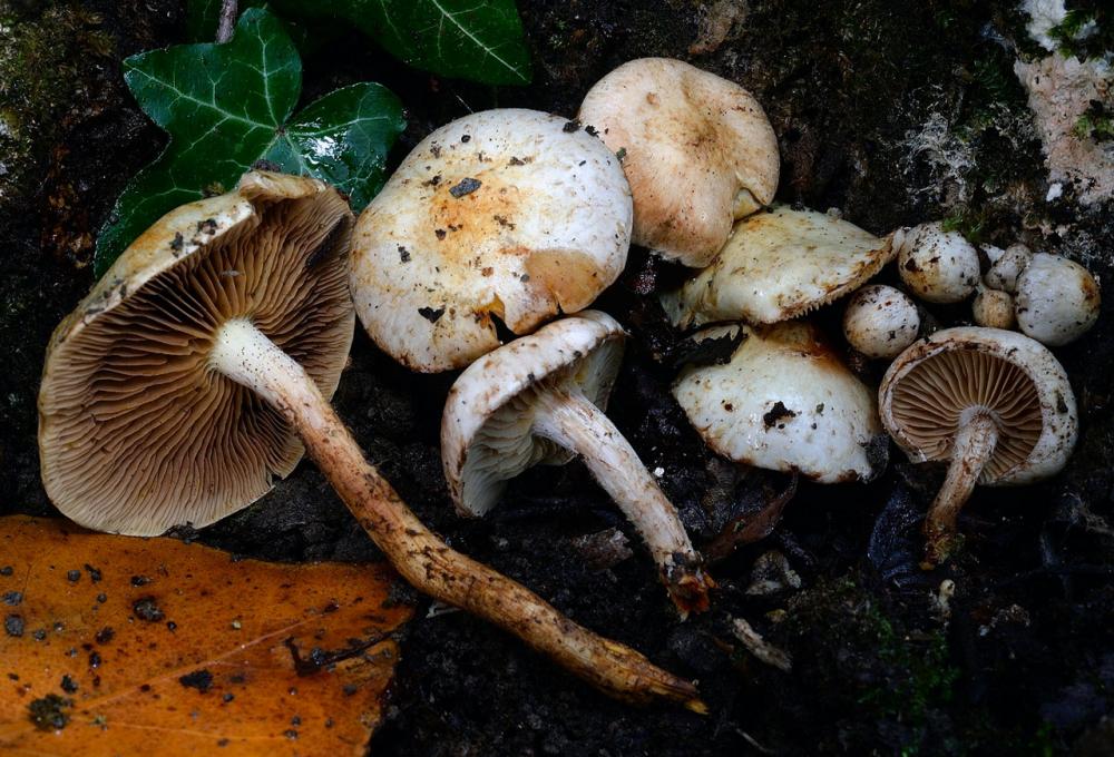 Pholiota lucifera  001_ridimensiona.jpg