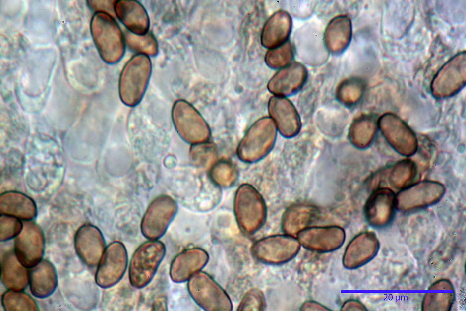 inocybe leucoblema 4846 37.jpg