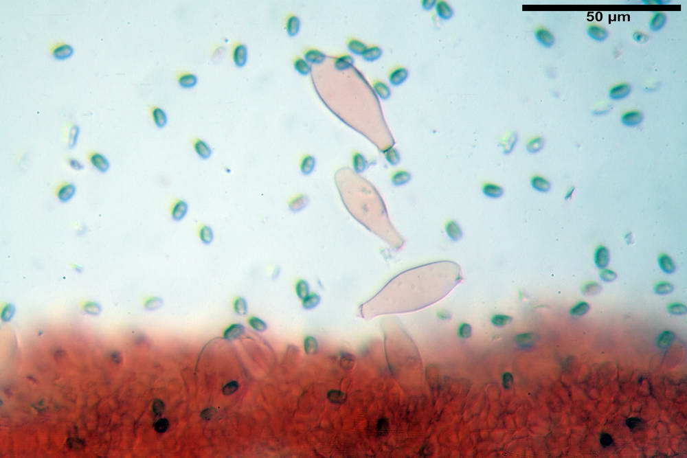 psathyrella hydrophila 29.jpg