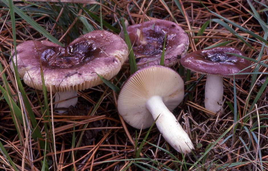 russula caerulea 753 01.jpg