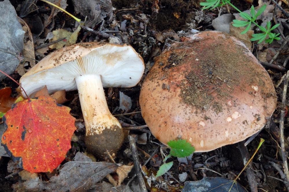 Tricholoma populinum 6546_2.JPG