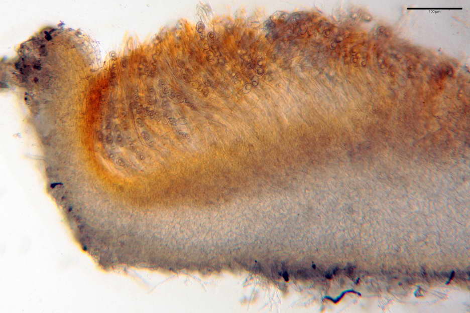 octospora roxheimii 4825 04.jpg