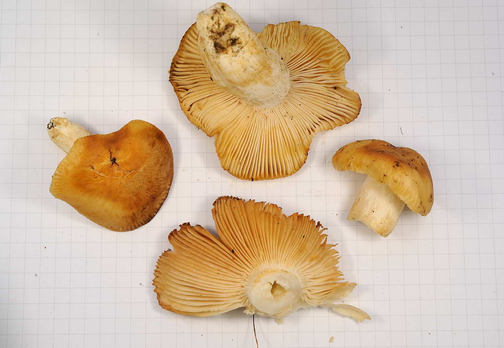 russula farinipes 5001 06.jpg