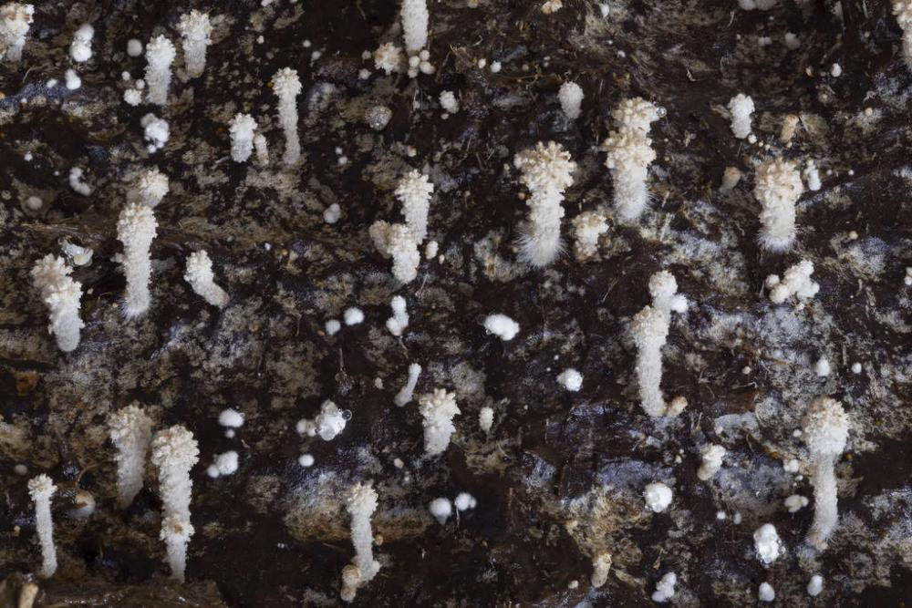 Coprinopsis 01.jpg