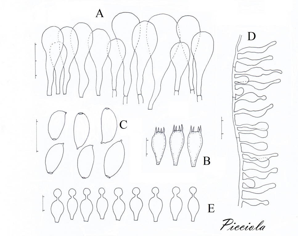 Conocybe anthracophila 9175 21.jpg