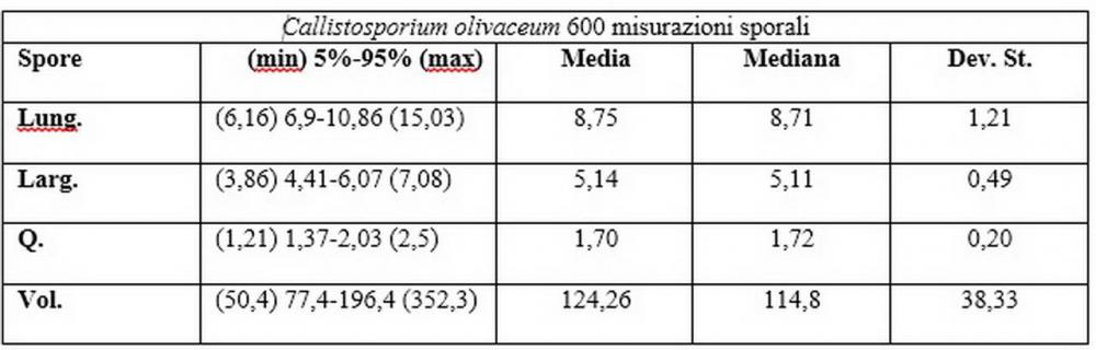 Callistosporium olivascens tabella 600 misurazioni sporali.jpg